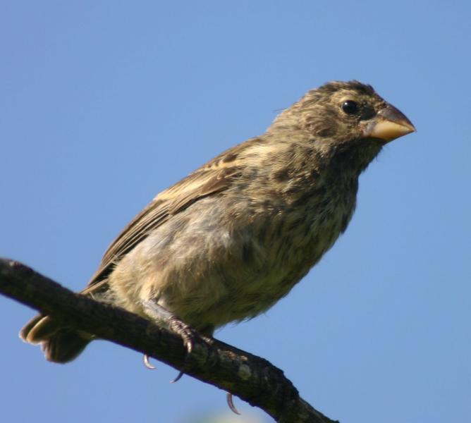 Femal resident Finch from Daphne